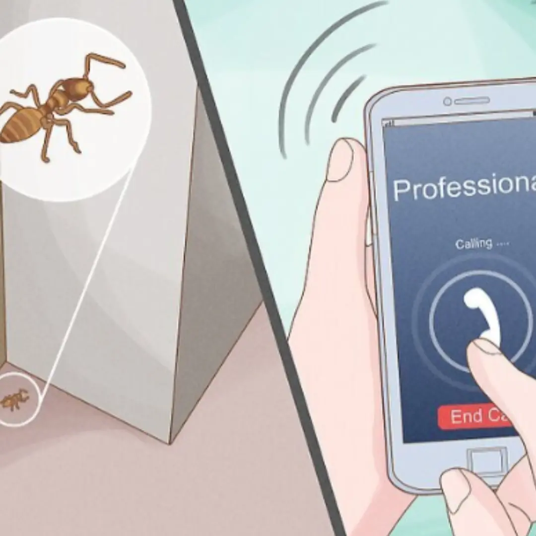 Natural Ways to Get Rid of & Prevent Ants