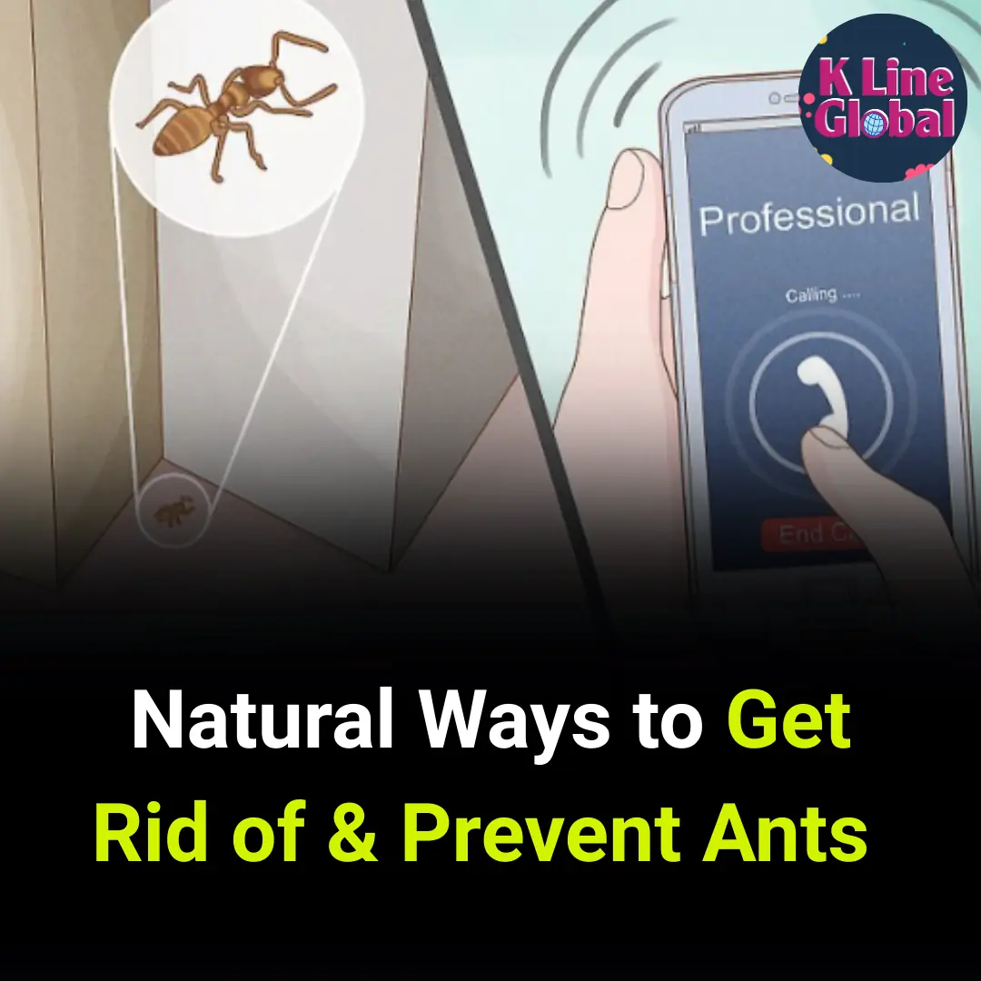Natural Ways to Get Rid of & Prevent Ants