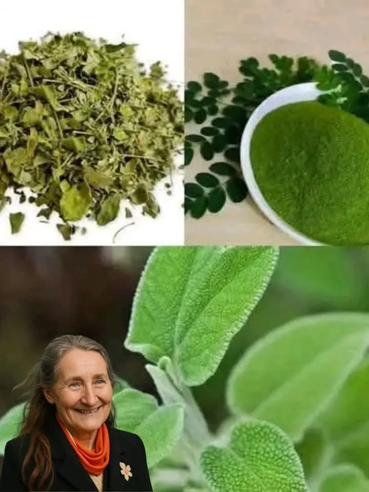 Sage tea is an ancient natural remedy