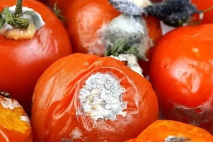 Discover 7 surprising ways to reuse rotten tomatoes