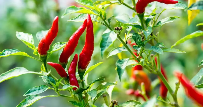 Simple tips for growing chili peppers at home