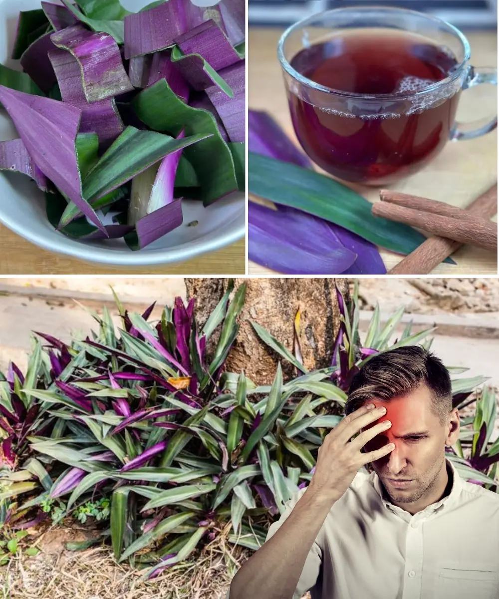 Say goodbye to urinary infections, asthma, diabetes, poor circulation, fatty liver, and hypertension.