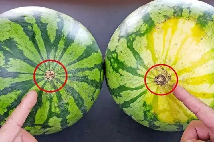 How to choose a perfect watermelon without tapping