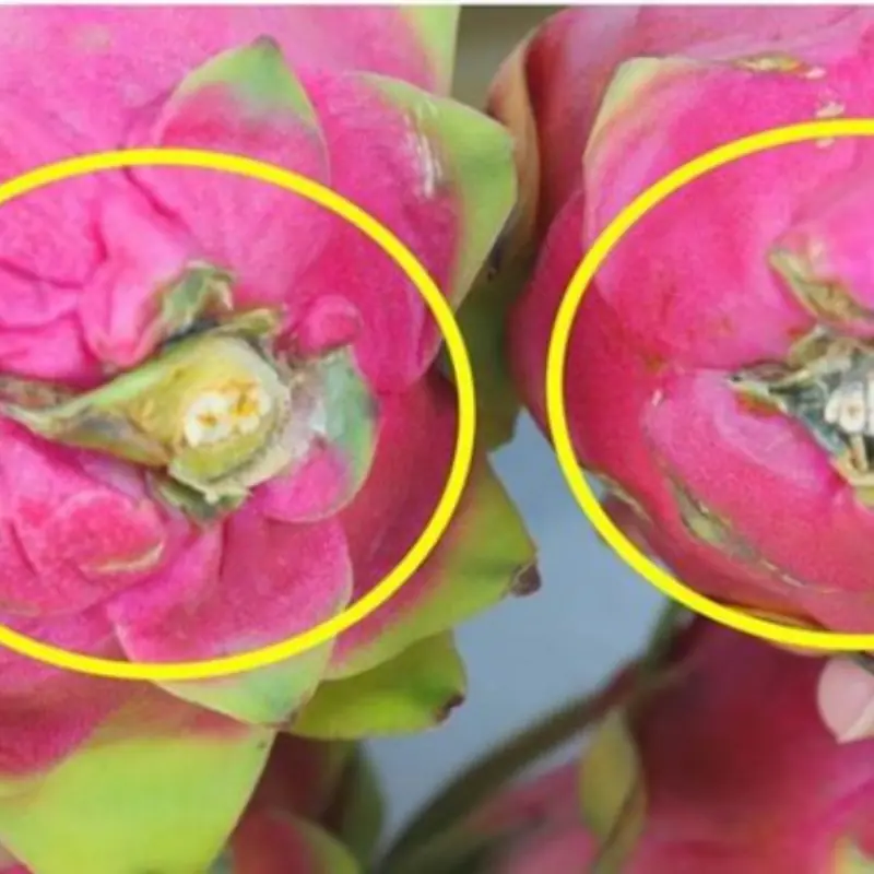 Want to Pick a Sweet Dragon Fruit? Just Look at This Spot