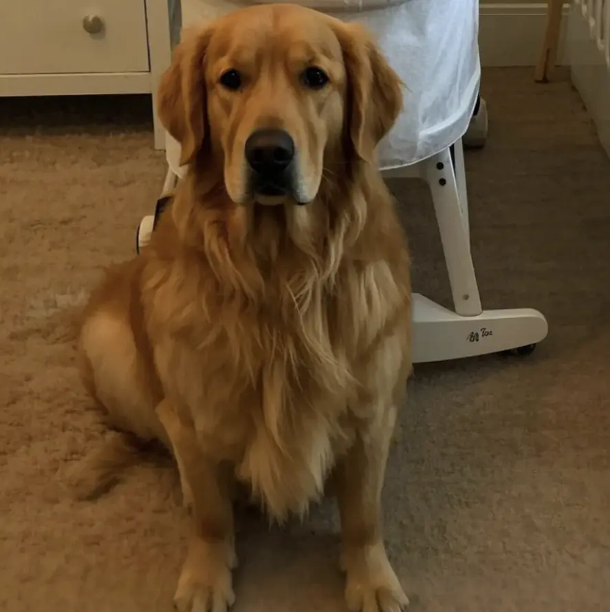 Our Golden Retriever wouldn’t stop barking at the nanny—what I saw on the security footage left me speechless