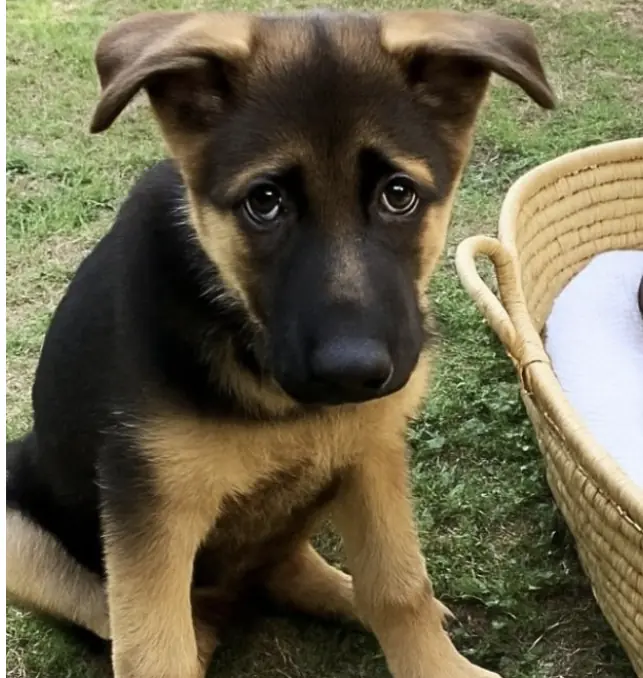Every day, a man hears barking outside his home—and what he discovers is unexpected