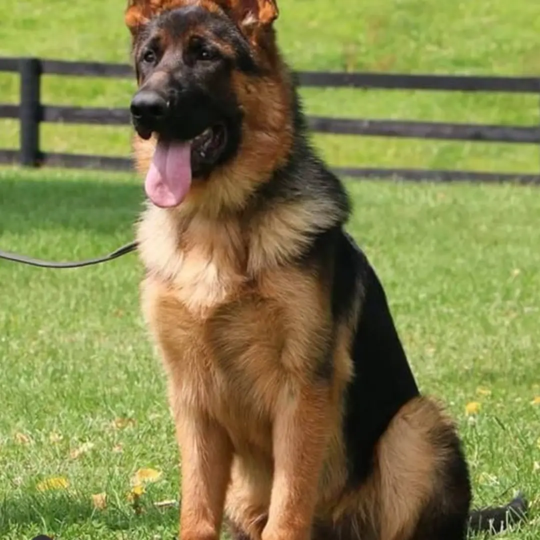 A girl in a wheelchair faced off against the most ferocious dog in the shelter – what happened next stunned everyone