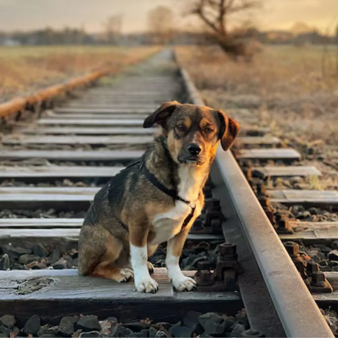 The Dog Who Waited by the Tracks