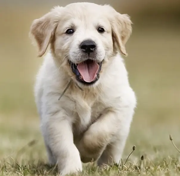 The Father, The Dog, And The Promise That Never Died