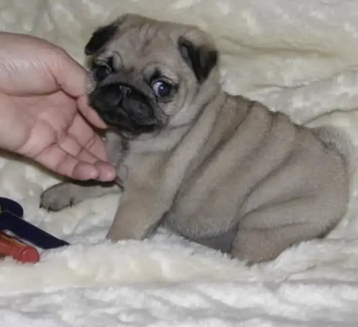 Baby and bulldog show they’re well-matched with hilarious attempts to conquer the couch