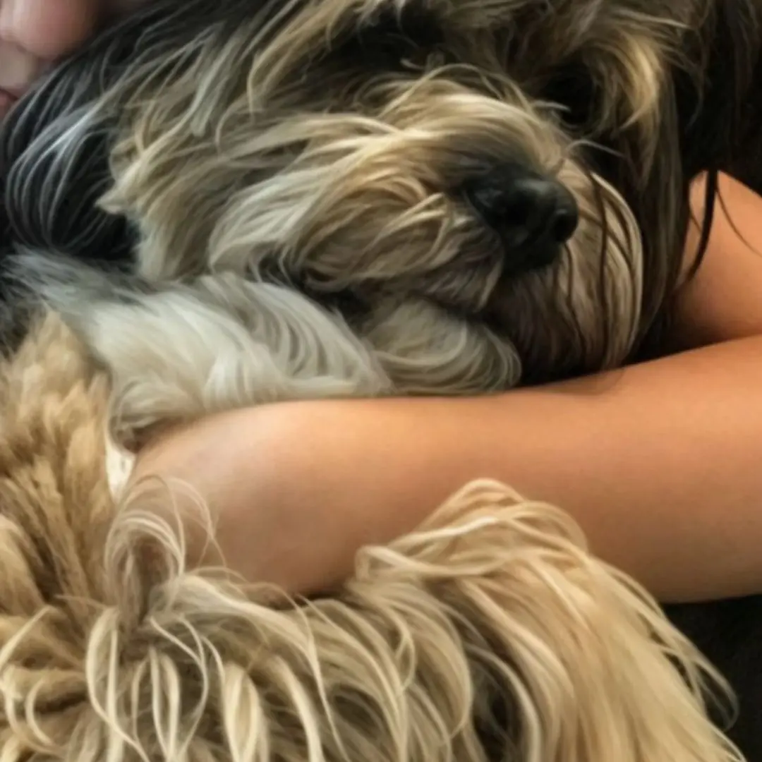 We adopted a shelter dog — by the following evening, my 8-year-old son was missing