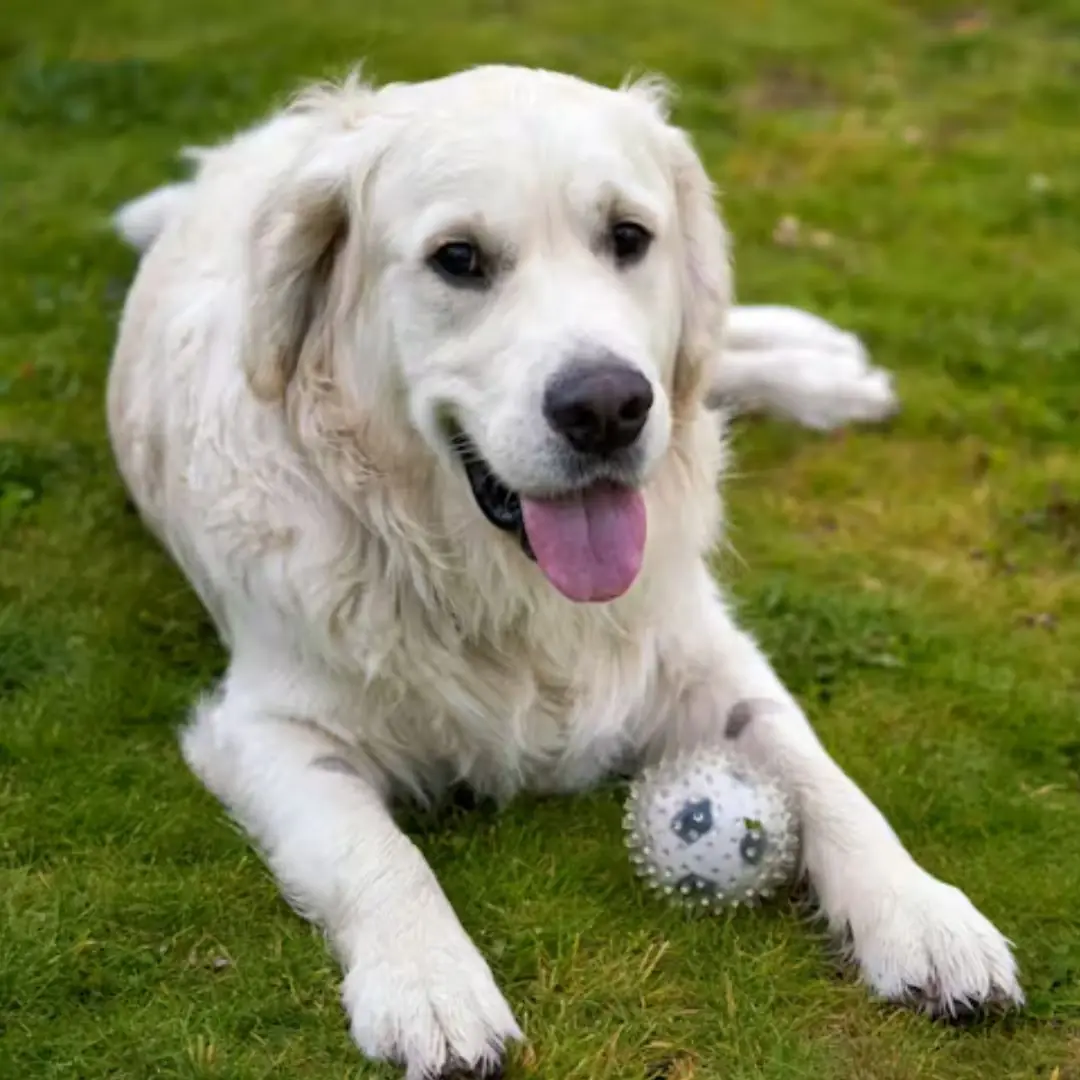 The Last Ride of Rusty