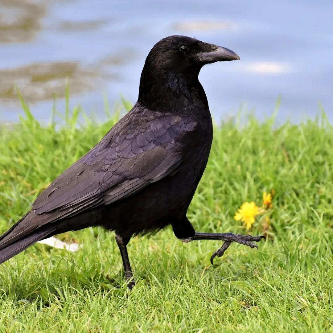 The Crow Who Came Back