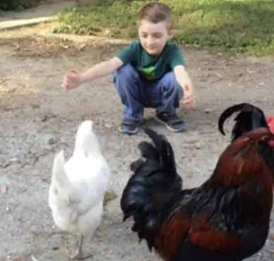 Little Boy Asks For A Hug. The Chicken’s Reaction? I Wasn’t Expecting That!